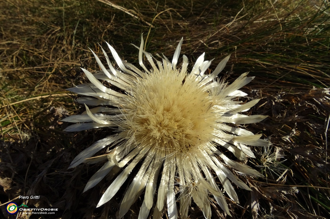 31 Carlina ancora in fiore .JPG